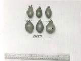 Click for 1 image(s) for this accession. FRUIT